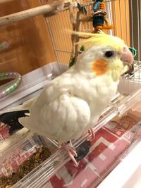 生後4ヶ月のオカメインコルチノーを飼っています 鳴き声が大きくホイヨと鳴いて Yahoo 知恵袋