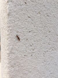 2日連続虫の質問です たった今自宅に1匹の虫が飛んでました よくみたらやけど虫 Yahoo 知恵袋