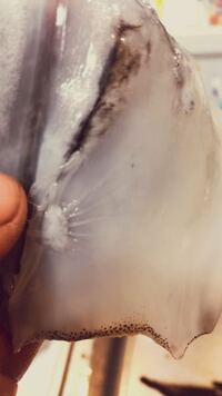 アオリイカの寄生虫について 最近釣ったアオリイカを食べよ Yahoo 知恵袋