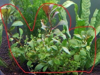 犬が草を食べるのは何の為 犬用の草なんかがホームセンターに売ってるが Yahoo 知恵袋