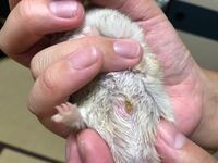 ハムスターの鼻が白いです なにかの病気なのでしょうか ハムスターを飼ってい Yahoo 知恵袋