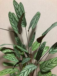 植物が風もないのに一人でに動くことってありますよね 風が全然吹いていないの Yahoo 知恵袋