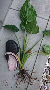 植物の種類を教えて下さい クワズイモと思って育ててきましたが 色々調 Yahoo 知恵袋