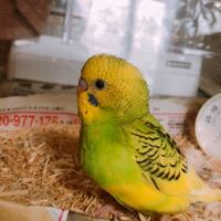 セキセイインコが紙を齧る 食べる 紙くずが好きみたいで 何も書いてないメ Yahoo 知恵袋
