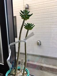 多肉植物に詳しい方 教えて下さい 多肉植物の八千代という種類を Yahoo 知恵袋