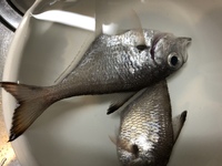 最近釣りを覚えた者です 釣れた魚は食べるスタンスなんですが まだ Yahoo 知恵袋