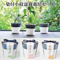 先程ネット通販で盆栽セットを購入し 紅葉と桜は難易度が高いと書いてありま Yahoo 知恵袋