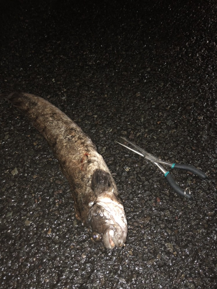 苫小牧西港でギンポやオオカミウオに似た魚が釣れました。なんてい 