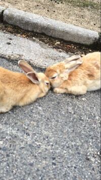 うさぎが撫でるとこんな感じで伏せるんですけど これってリラックスですか それ Yahoo 知恵袋