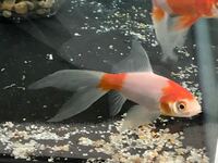 金魚の尾びれに赤い線がついてるんですけど これは病気ですか Yahoo 知恵袋