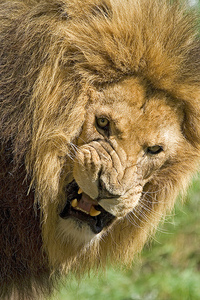 猛獣の恐怖心について 人間が野生のライオンや 虎を顔の形が変形 Yahoo 知恵袋