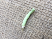 ベランダのゴーヤにいた青虫です 何の幼虫ですか 可愛いです Yahoo 知恵袋