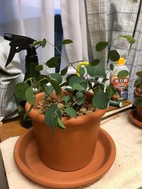 ユーカリ シマトネリコ オリーブを花壇に植えようと思っています Yahoo 知恵袋