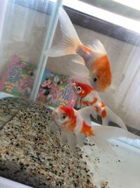 最近 飼っている金魚が口で ぎゅぱ ぎゅぱ という音をたてるので Yahoo 知恵袋