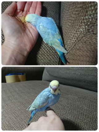 セキセイインコさんをお迎えしました 生後１ヶ月弱です 種 Yahoo 知恵袋