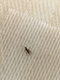 この蟻みたいな虫はなんですか 最近 2階部屋に出て困ります 潰しても動いてい Yahoo 知恵袋
