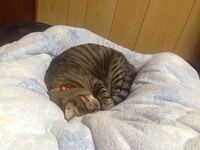 猫が人の足元に寝るのはどうしてですか 臭いのが好きなんで Yahoo 知恵袋