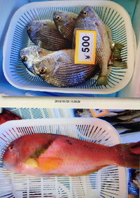 鹿児島県や熊本県で釣った魚を買い取ってもらえる所知りませんか 良く鹿児島の Yahoo 知恵袋