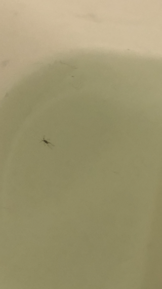 メダカの水槽の中に何匹も発生したクモかアメンボに似た虫が水面を泳いでおり Yahoo 知恵袋