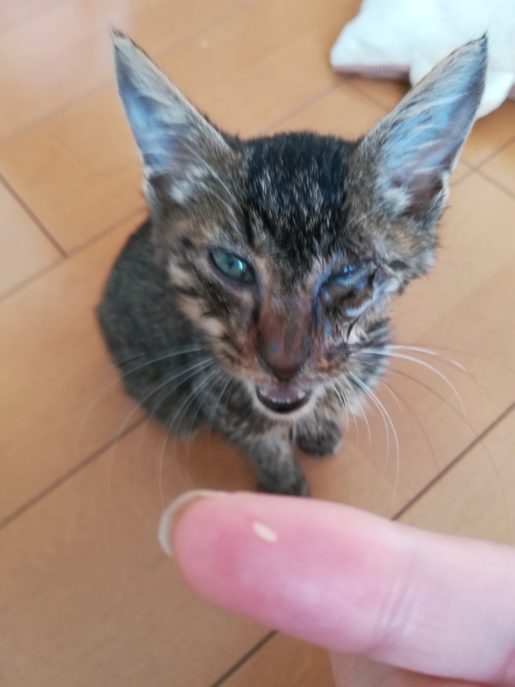 現在、猫風邪により目の治療中です。だいぶ元気になったのですが左 