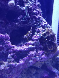 イソギンチャクモエビを最近飼い始めました ２匹飼ってるのですが１ Yahoo 知恵袋