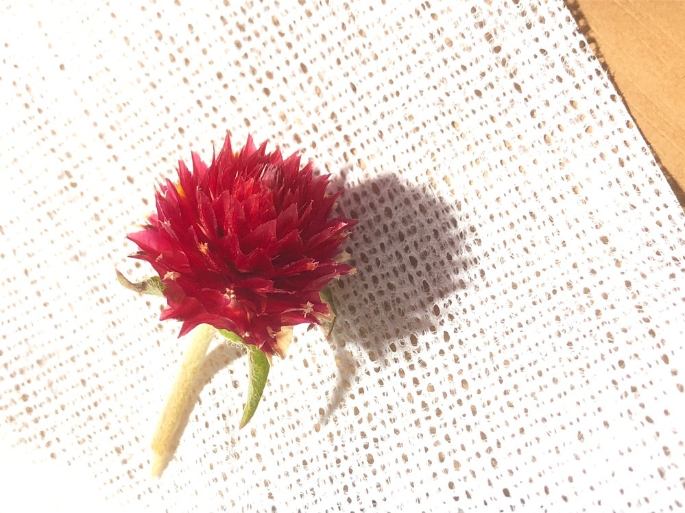 この花の名前を教えてください この赤い花ってなんて言う名前なのですか シ Yahoo 知恵袋