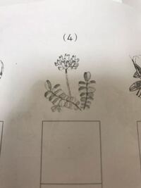 5文字の花の名前で ー 真ん中を伸ばすもの ってあれば教えてくださ Yahoo 知恵袋