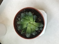 今年の4月ごろに買ったハオルチアが二日前に写真のように開いてし Yahoo 知恵袋