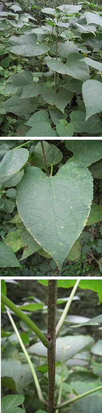 写真の植物の名前を教えてください 家の裏の空き地に写真のような Yahoo 知恵袋