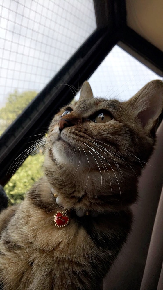 メス猫のさかりがひどく、色々調べて綿棒を陰部に入れてスッキリさせ 