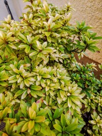 最近ツツジやサツキの葉が茶色に変色し 花のツキもよくありません 病 Yahoo 知恵袋