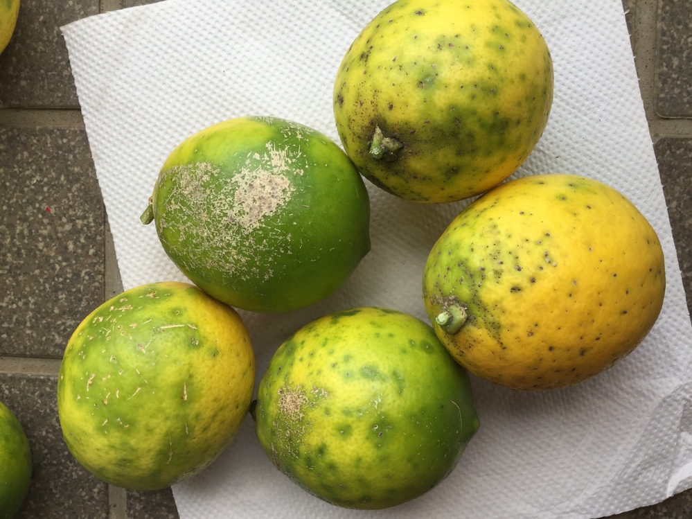 かいよう病 に関するq A Yahoo 知恵袋