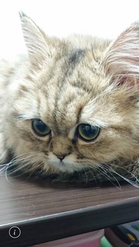 ペルシャ猫の毛をカットしたいのですが 我が家に生後９ヶ月のペ Yahoo 知恵袋