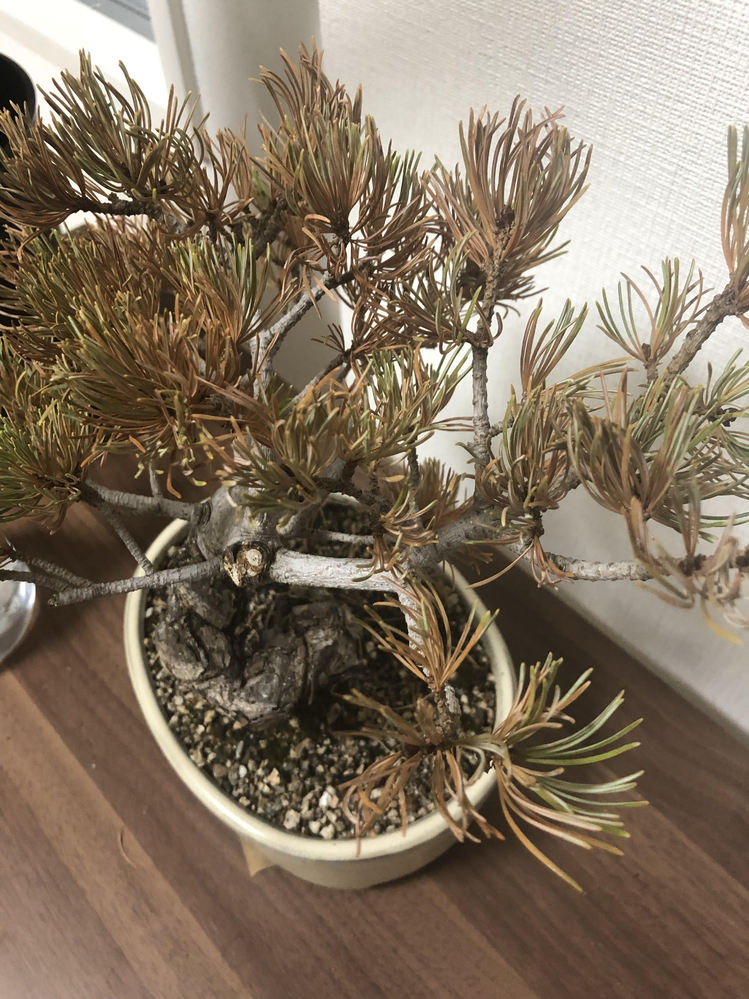 五葉松の盆栽を買ったのですが、水やりが足りなかったのか、枯れ始めて