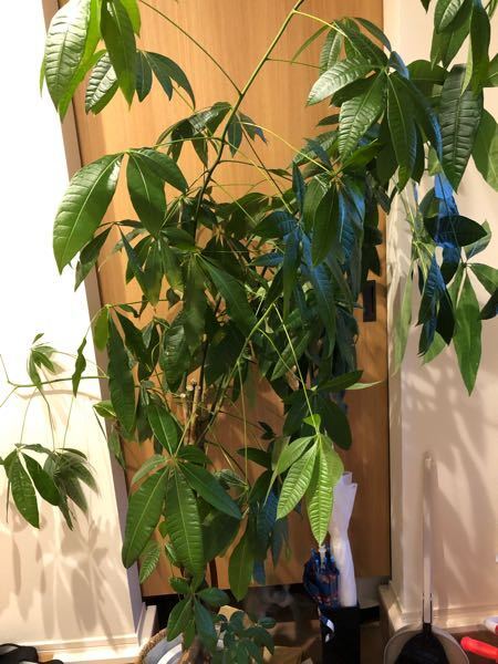観葉植物が大きくなりすぎてしまいました。どなたかに引き取って