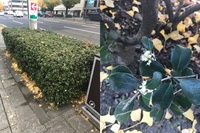 道路脇に植えてある低木 胸元くらい なのですが この時期白い花を咲かせて Yahoo 知恵袋