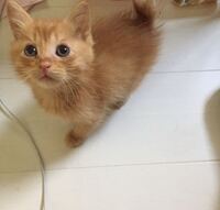 子猫が尻尾を舐めるのはなぜですか ノラの子猫を預かっています Yahoo 知恵袋