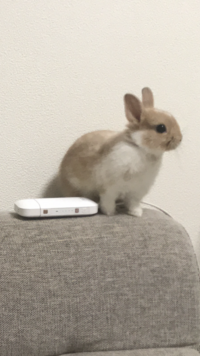 こちらのミニウサギは成長しても そんなに大きいサイズにはならない ミニウ Yahoo 知恵袋