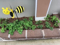 アネモネの芽が出てきましたが 茎が細長くて 葉っぱが倒れてしまっています Yahoo 知恵袋