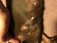 犬の歯周病の手術費用について4万円から30万円かかると言われまし Yahoo 知恵袋