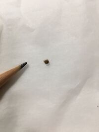 写真あり ほくろかさぶたについて 膀胱のあたりにほくろとは違ったカ Yahoo 知恵袋