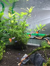 アクアリウム水草に付いてる農薬の除去はどうすればよいでしょうか Ch Yahoo 知恵袋