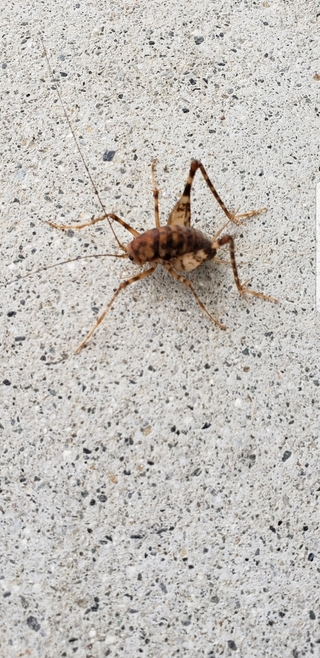 なんの虫ですか 毒ありますか カマドウマでしょう 毒はないですよ Yahoo 知恵袋
