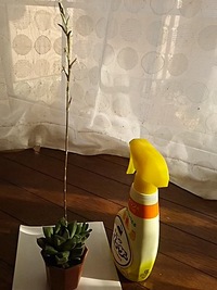 ハオルチアの芽が伸び大きな植木鉢に植え替えしなきゃと思いつつ Yahoo 知恵袋