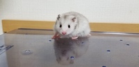 ハムスター飼ってる人 ケージ内に白い粉入れる 今日ホームセンター Yahoo 知恵袋