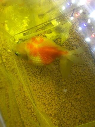 ピンポンパールがずっと元気が無いです 上手く泳げなくて ずっと底に沈んで Yahoo 知恵袋