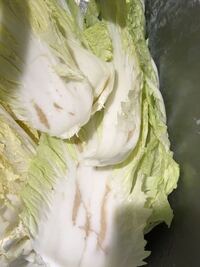 スーパーで白菜を購入したのですが 先日 大手スーパーのジャ コで Yahoo 知恵袋