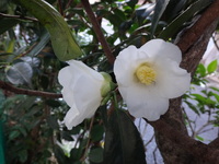 この花は山茶花でしょうか 椿でしょうか ちょうど今頃は山茶花の時期ですが Yahoo 知恵袋