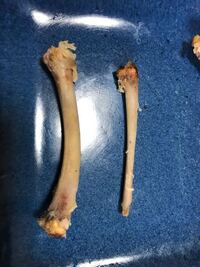 鶏肉の骨は人間が食べても大丈夫でしょうか 最近 鶏肉のスペアリブとか Yahoo 知恵袋