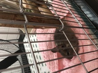 デグーの鳴き声について 飼い始めて約2週間経つのですが デグーがチィ Yahoo 知恵袋